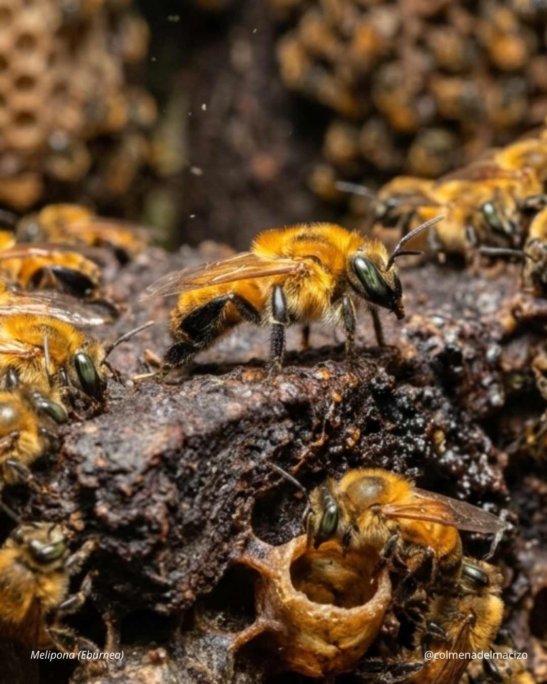 Melipona (Eburnea)