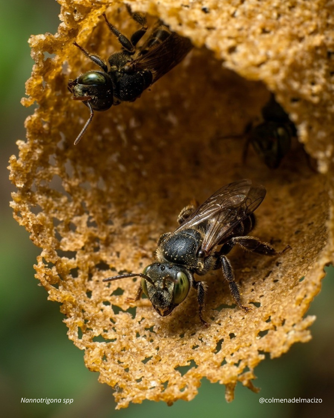 Nannotrigona spp.