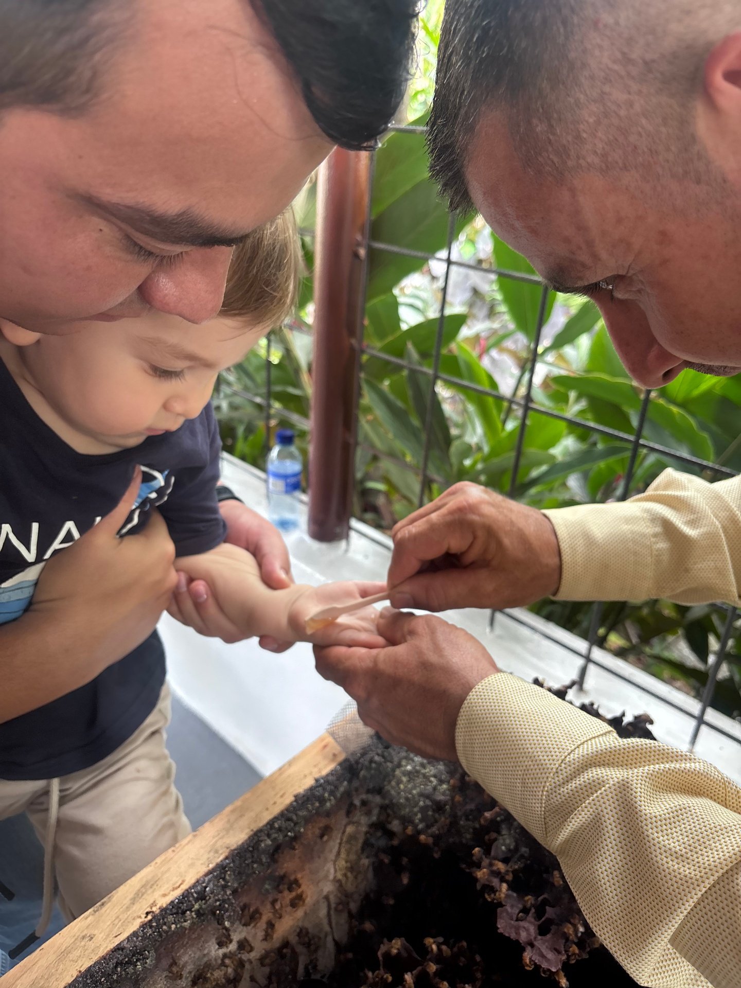 Visitantes en Colmena del Macizo